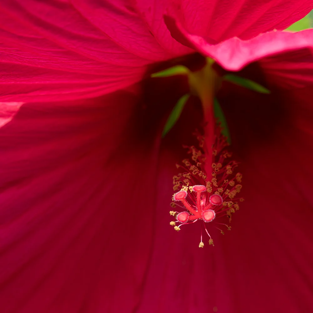 <strong>Rouge Hibiscus</strong> • Jardins de Coursiana - La Romieu <small>© Rémy SALAÜN</small>
